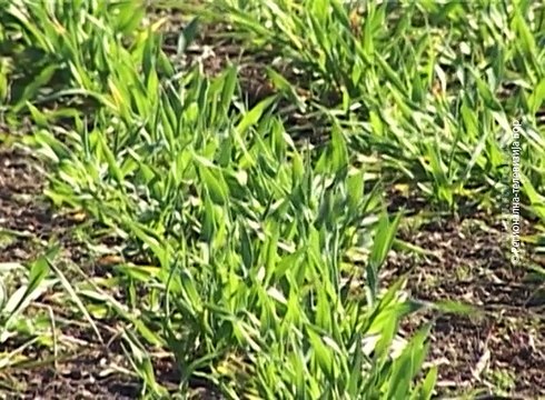 Selo moje, 16. april 2017. (RTV Bor)