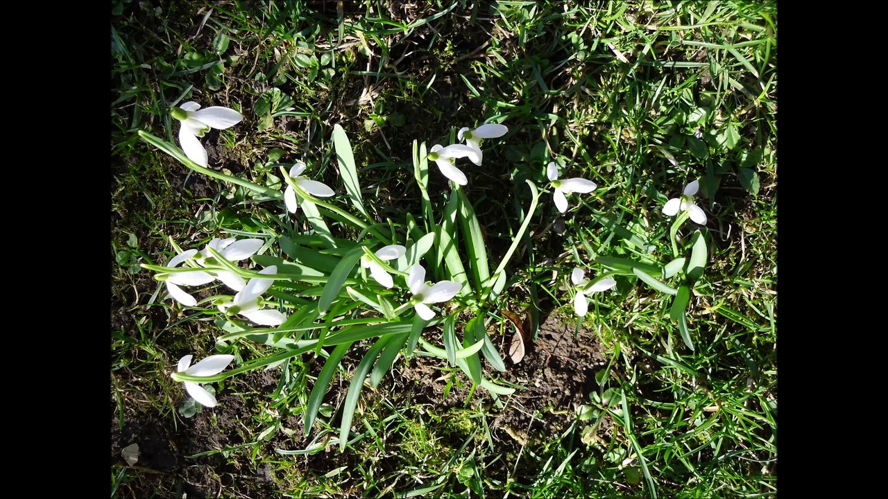 Život s květenou (Life with flora): Václav Kovalčík, rok 2017