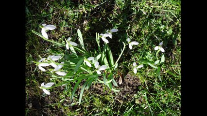Život s květenou (Life with flora): Václav Kovalčík, rok 2017