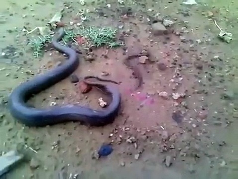 Funny Cats Video | Top Funny Cats vs Snakes