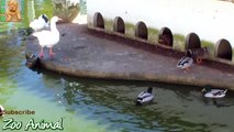Funny Ducks playing in the water - Farm animals video f\