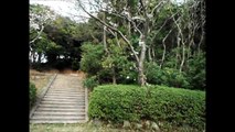 安岡八幡宮の桜【下関市】　　　　H25.3.31