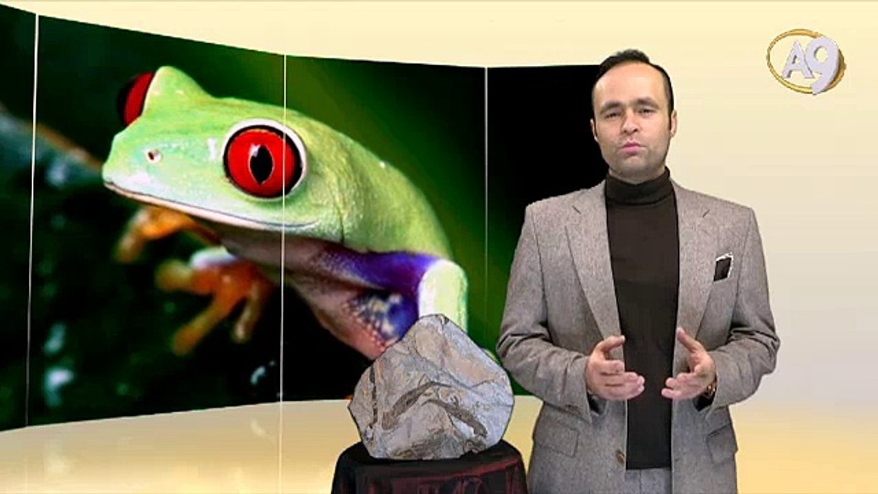 Living Fossils: Amphibian Fossil