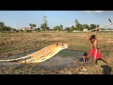 Wow! Three Brave Boys Catch Nasty Snake By Hand - How To Catch Nasty Snake In Cambodia