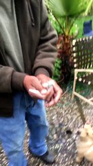 Ils veulent rendre sa liberté à un oiseau... mais leur chien gâche tout