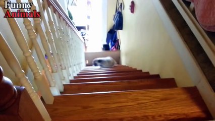 Funny Dogs Vs Stairs - Funny Dog Videos 2017