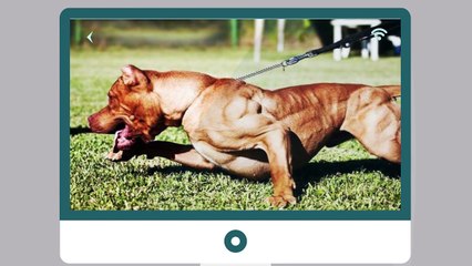 إكتشف سر هذا الكلب المفتول العضلات، هل هو حقيقة ام خدعة؟