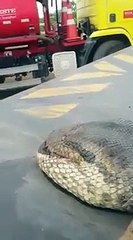 ¡Capturan una increíble serpiente anaconda de 400 kilos!
