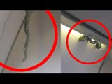 Snake on a Mexico flight, passengers run for their lives, Watch Video | Oneindia News