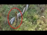 Snakes mating on roads of Coonoor hills, Watch video | Oneindia News