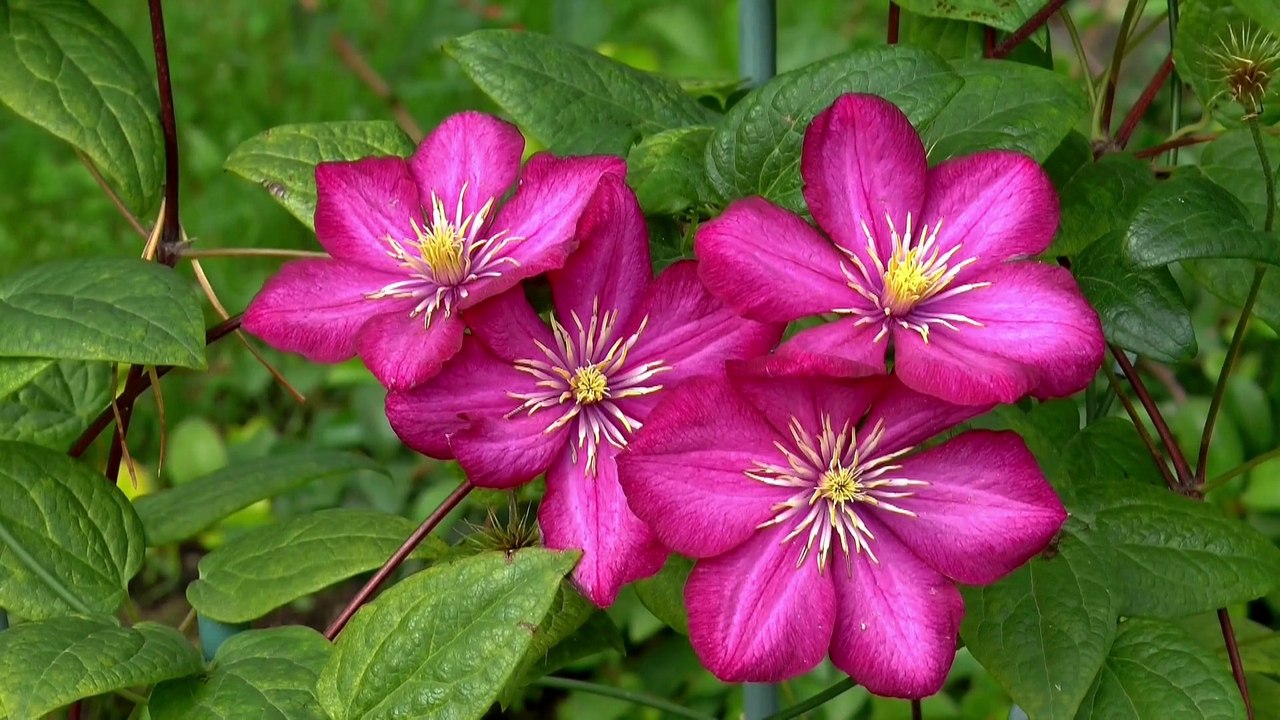 Beauty of nature bloomed flowers Full HD released by NCV