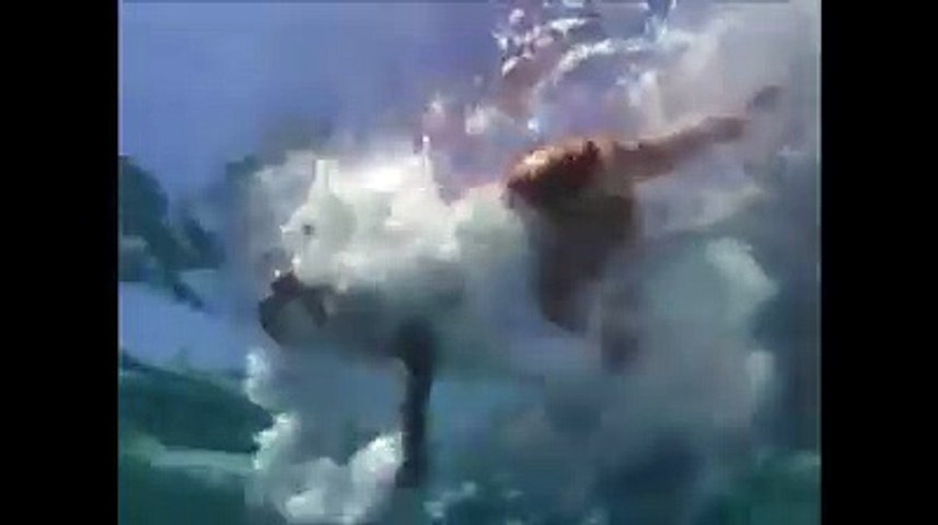 Dog lost in water