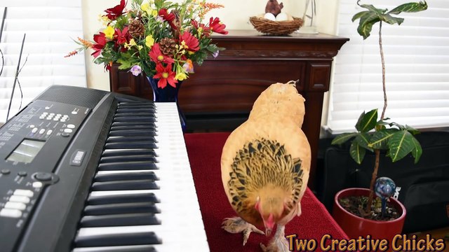 Une poule mélomane qui sait jouer du piano !