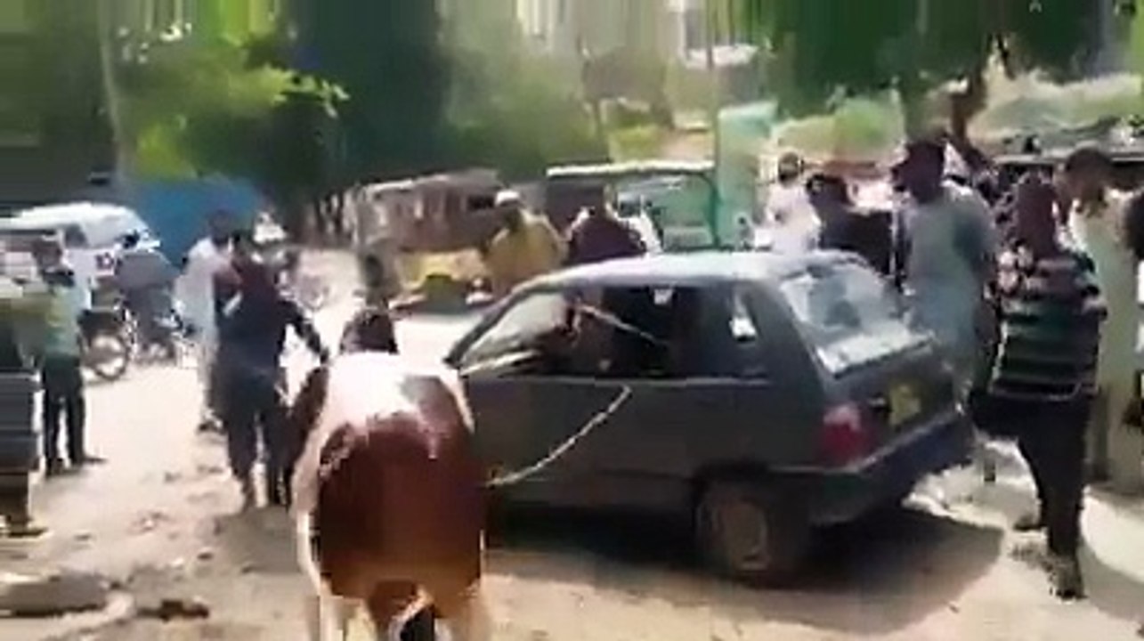 Most dangerous cow 2016