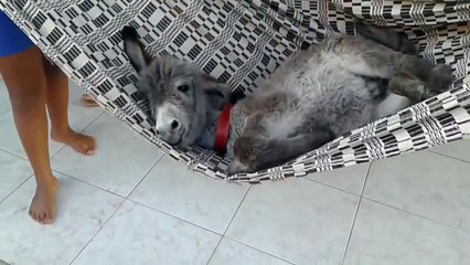 ¡El bebé burro más mimado duerme en hamaca!