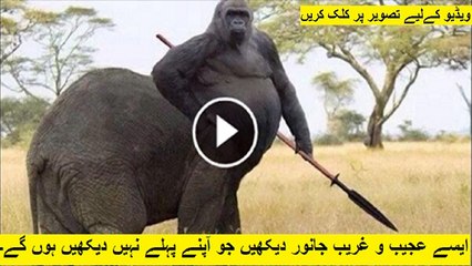 Top 10 Awesome Real Unseen Amazing Hybrids animals