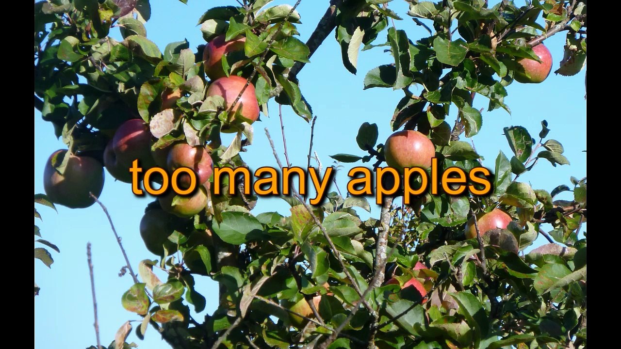 Dried apple expert
