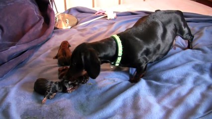 Dachshund- 4th Puppy Birth Part 4!!