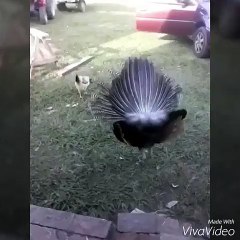 Watch It .. I Am Sure You Will Watch It Again LOL