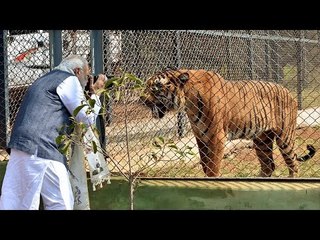 Video herunterladen: PM Modi clicks photo of tiger during Jungle Safari in Nandan Van | Oneindia News