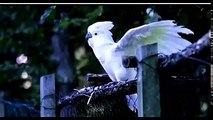 COCKATOO LOVES TO DANCE