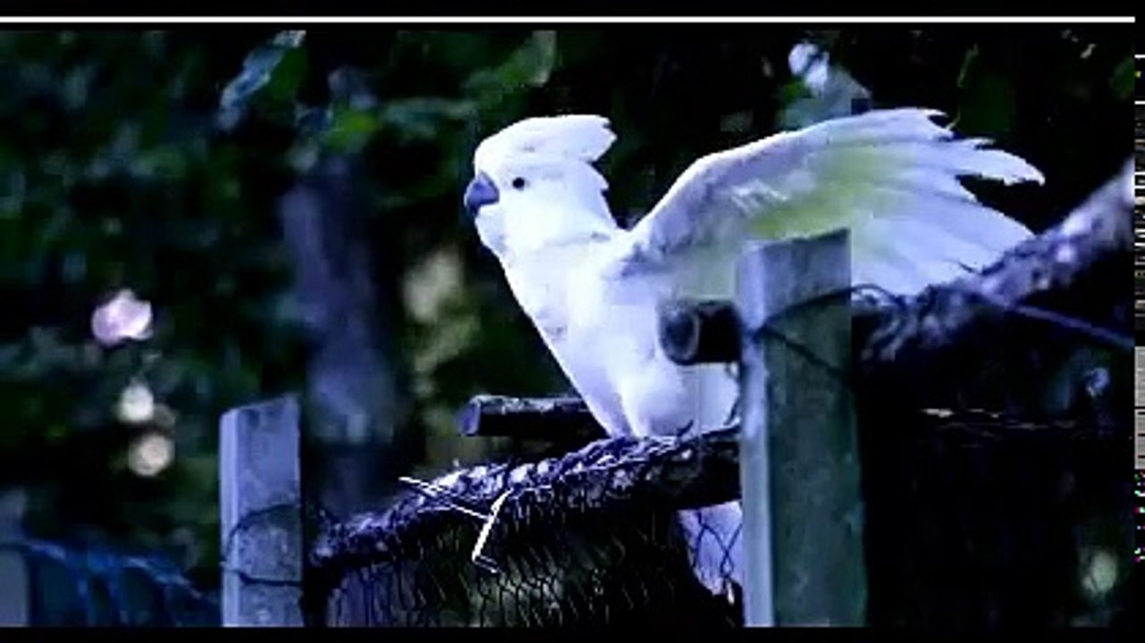 COCKATOO LOVES TO DANCE