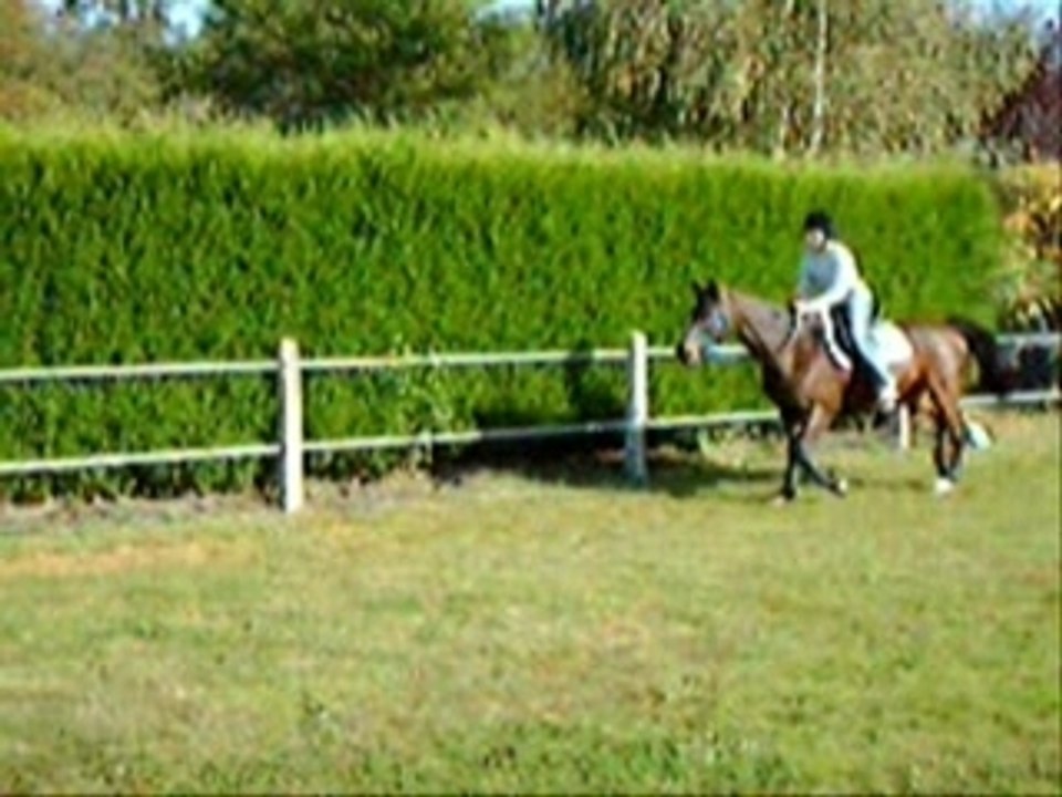 équitation