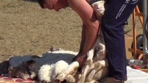 Sydney Easter Show 2017, 2 of 6HD Sheep Shearing Display By Dayne West, Lachie Cossor, Rachel Fahim, 15 & 16 Apr 17.