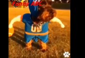 Funny dogs ,dogs videos ,dogs, hot funny, Funny dogs videos hot funny animals