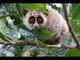 Cute Pygmy Slow Loris Gets the Hiccups