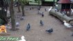 Real Duck Chickens Goose Pigeon Swa mals -