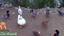 Real Duck Chickens  igeon Swan in farm animals - Farm Animals video f