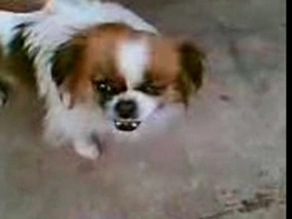 Chien fou