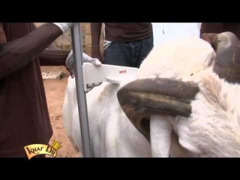 Khar bii selection - Mbacké