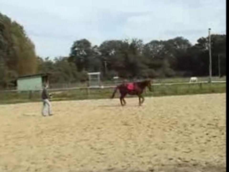 Travail petit trot sur un cercle