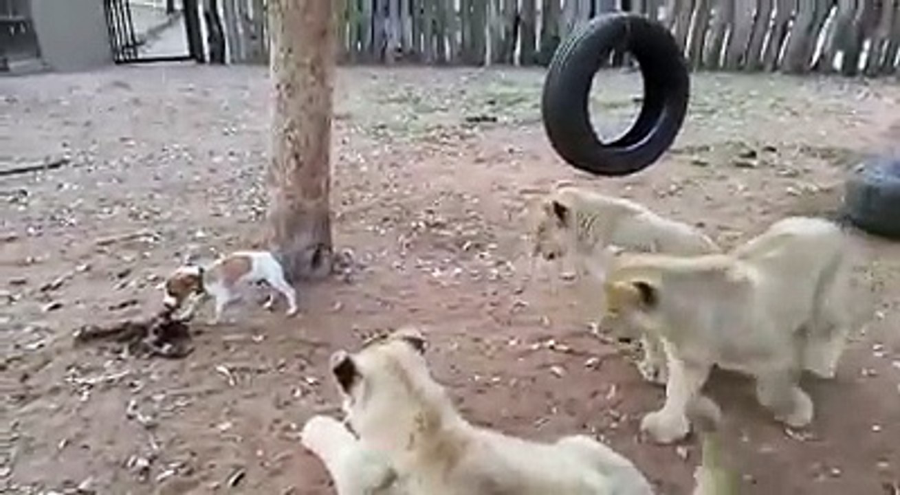 Cachorrinho Bravo