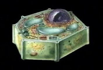 LA CÉLULA - CLASIFICACIÓN CARACTERISTICAS PROPIEDADES : DOCUMENTAL COMPLETO