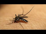 Chikungunya taking lives in Delhi, death toll climbs to 3 | Oneindia News