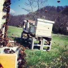 Des abeilles en slowmotion : magnifique