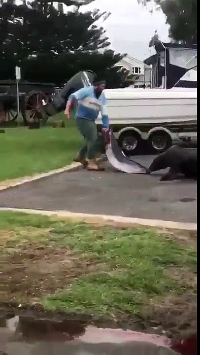 Ce phoque veut piquer le gros poisson de ces pecheurs et il a pas froid aux yeux