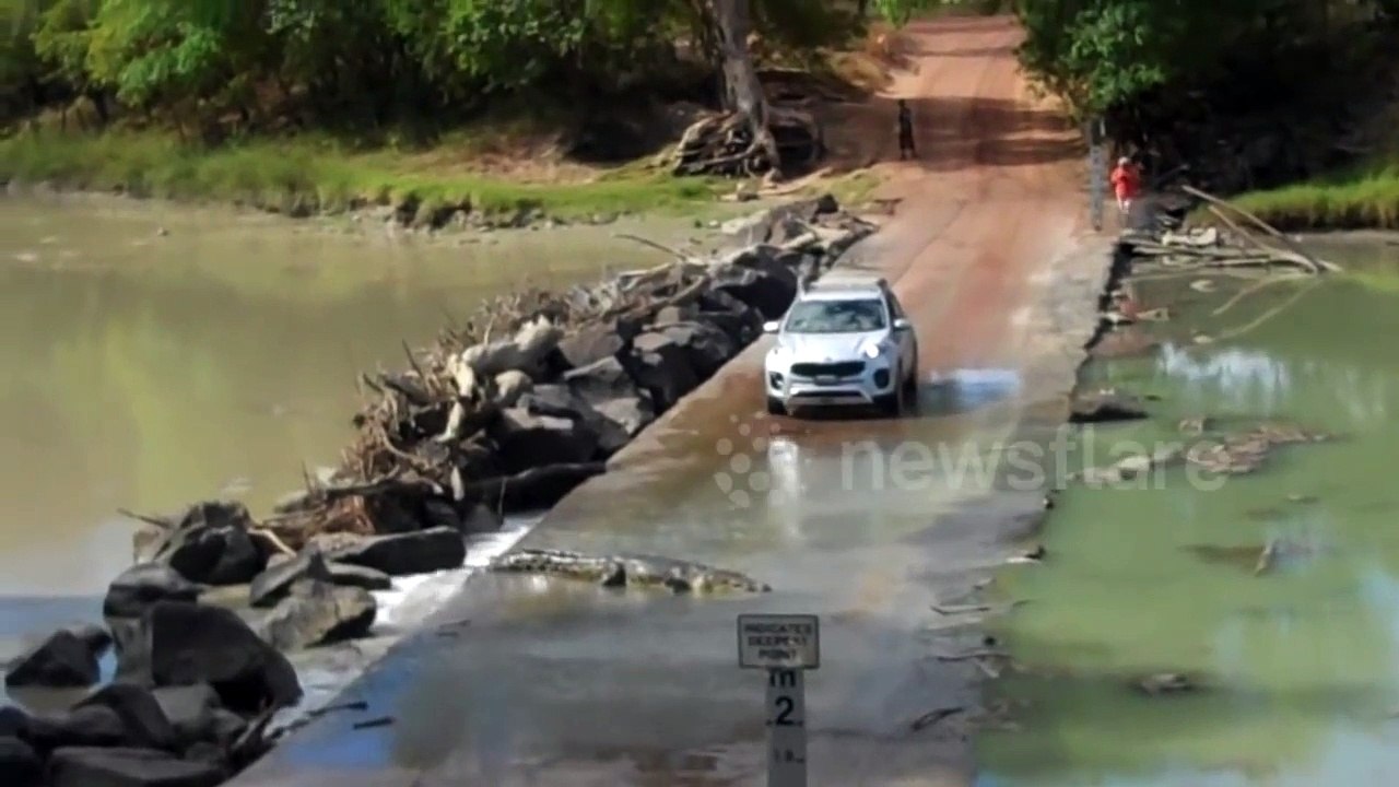 Regardez cet énorme crocodile traverser un pont juste devant une voiture