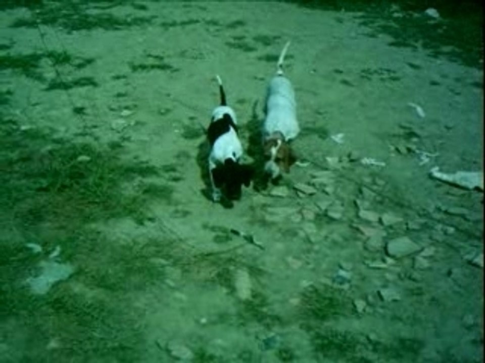 Video la plume callas caraibes cobra 007