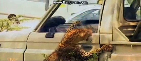 Jaguar Adamın Yüzünü Böyle Parçaladı