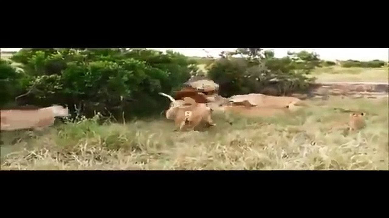 İki Aslan Sürüsü Karşı Karşıya Gelirse