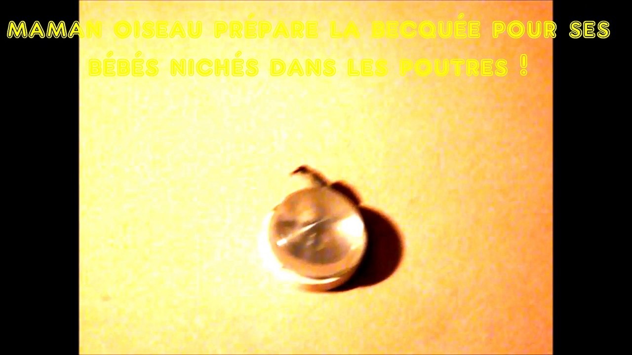 Notre gecko du soir en corse en juin 2015