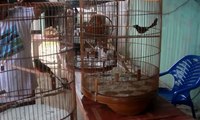 Salon Burung, Khusus Latih Kicauan Burung untuk Kontes