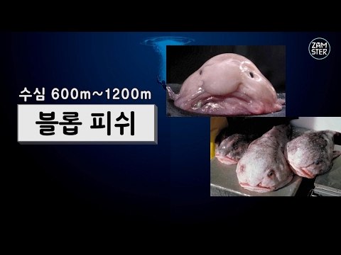 지구 가장 깊은 곳에 사는 기이한 심해동물들 [소소북 32회] #잼스터