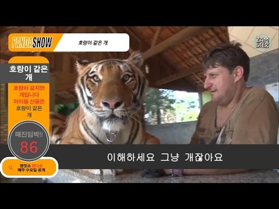 [병맛홈쇼핑] (호랑이같은)개를 판매하는 남자 [판다쇼 19회] #잼스터