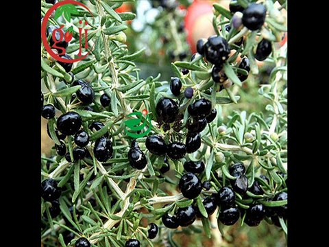 Wholesale Goji Berry Food Products Supplier