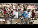 China banned from importing donkeys from African nations | Oneindia News